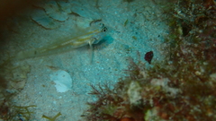 Coryphopterus eidolon