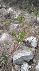 Rhus terebinthifolia