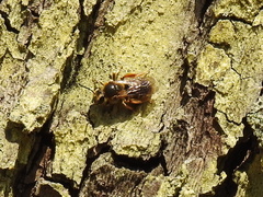Andrena hippotes