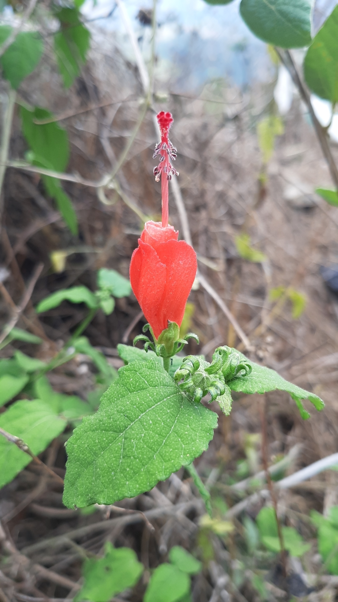 Malvaviscus arboreus var. arboreus