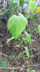 Malvaviscus arboreus arboreus