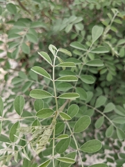 Indigofera lindheimeriana