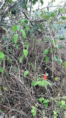 Malvaviscus arboreus arboreus