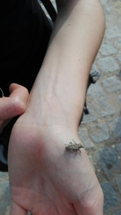 Asproparthenis punctiventris