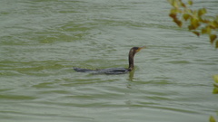 Phalacrocorax carbo