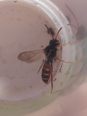 Nomada bifasciata