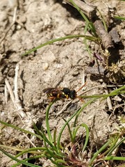 Nomada fucata