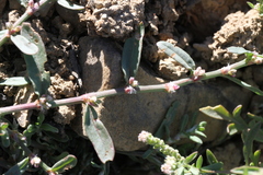 Polygonum plebeium