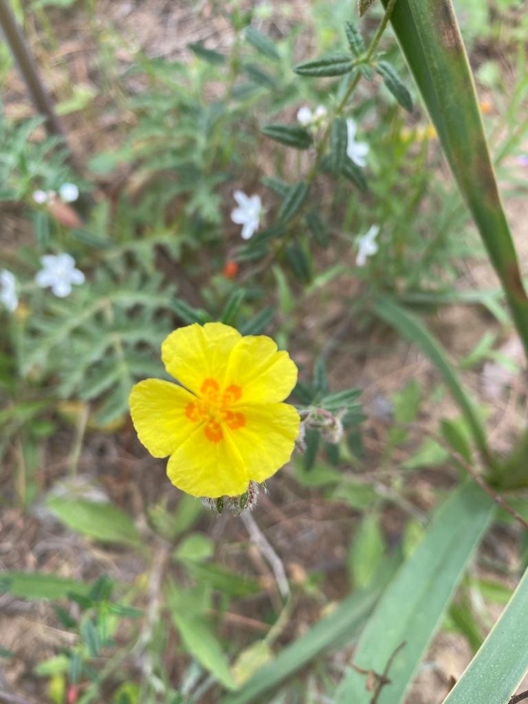 Jarilla