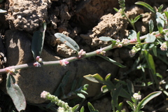 Polygonum plebeium