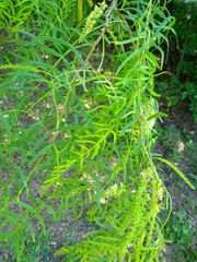 Prosopis glandulosa