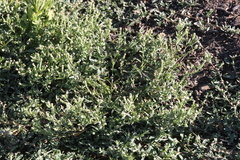 Lepidium englerianum