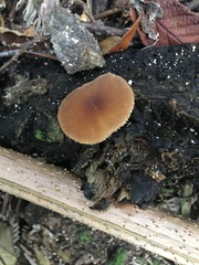 Pluteus pauperculus