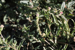 Lepidium englerianum