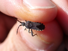 Loxocnemis dentator