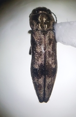 Agrilus lecontei celticola