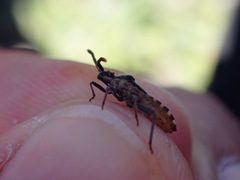 Loxocnemis dentator