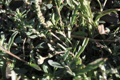 Lepidium englerianum
