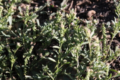 Lepidium englerianum