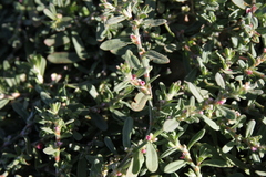 Polygonum plebeium