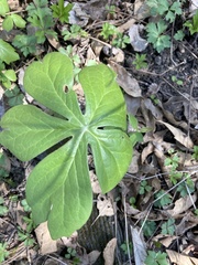 Podophyllum peltatum
