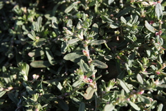 Polygonum plebeium