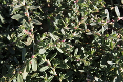 Polygonum plebeium