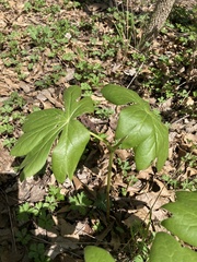Podophyllum peltatum