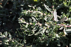 Polygonum plebeium