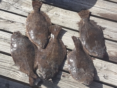 Paralichthys lethostigma