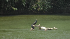 Phalacrocorax carbo