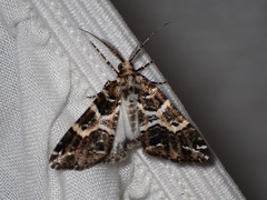Cargolia arana