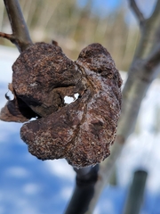 Pachypappa sacculi
