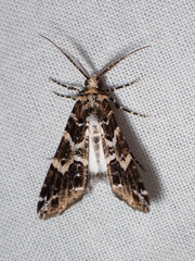 Cargolia arana