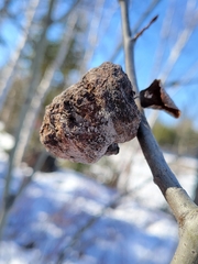 Pachypappa sacculi