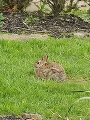 Sylvilagus floridanus
