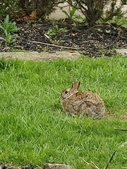 Sylvilagus floridanus