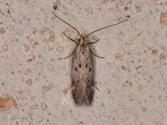 Neodactylota
