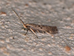 Neodactylota