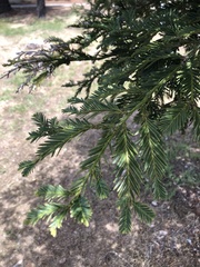 Sequoia