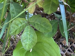 Toxicodendron diversilobum