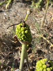 Arum palaestinum
