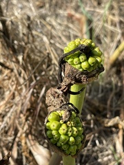 Arum palaestinum