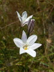 Triteleia peduncularis