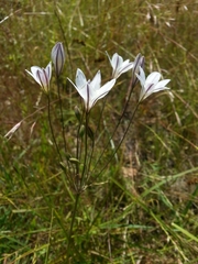 Triteleia peduncularis