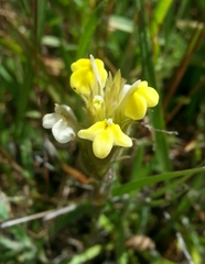 Castilleja rubicundula lithospermoides