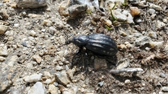 Lyperobius hudsoni