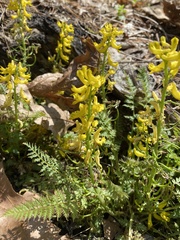 Corydalis cheilanthifolia