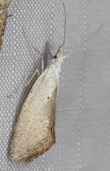 Euceratia castella