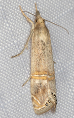 Euchromius californicalis